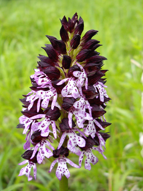 Orchis purpurea